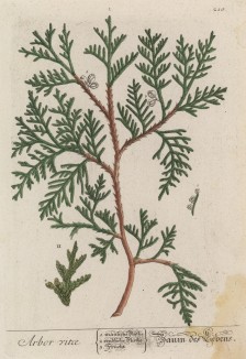 Туя западная -- род хвойных растений семейства кипарисовые. Туя горячо любима новыми русскими в качестве основного элемента ландшафтного дизайна (лист 210 "Гербария" Элизабет Блеквелл, изданного в Нюрнберге в 1757 году)