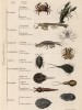 Классификация ракообразных (иллюстрация к работе Ахилла Конта Musée d'histoire naturelle, изданной в Париже в 1854 году)