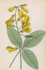 Ракитник альпийский (Cytisus alpinus (лат.)) (лист 106 известной работы Йозефа Карла Вебера "Растения Альп", изданной в Мюнхене в 1872 году)