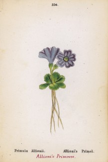 Примула Аллиони (Primula Allionii (лат.)) (лист 356 известной работы Йозефа Карла Вебера "Растения Альп", изданной в Мюнхене в 1872 году)
