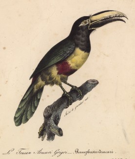 Тукан (лист из альбома литографий "Галерея птиц... королевского сада", изданного в Париже в 1822 году)
