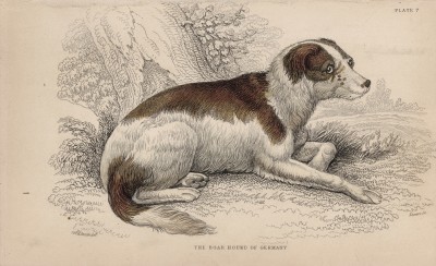 Старогерманская овчарка (Canis Suillus (лат.)) (лист 7 тома V "Библиотеки натуралиста" Вильяма Жардина, изданного в Эдинбурге в 1840 году)