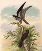 Чеглоки в 1/3 натуральной величины (лист XXVIII красивой работы Оскара фон Ризенталя "Хищные птицы Германии...", изданной в Касселе в 1894 году)