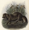 Собака енотовидная (лист XXXII иллюстраций к известной работе Джорджа Миварта "Семейство волчьих". Лондон. 1890 год)