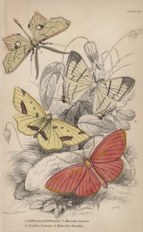 Мотыльки 1. Asthenia podaliriaria 2. Macrotes netrix 3. Venilia Sospita 4. Eumelia Rosalia (лат.) (лист 27 XXXVII тома "Библиотеки натуралиста" Вильяма Жардина, изданного в Эдинбурге в 1843 году)