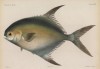 Гвинейский помпано (Trachynotus maxilosus (лат.)) из семейства Carangidae (лист XVII великолепной работы Memoire sur les poissons de la côte de Guinée, изданной в Голландии в 1863 году)