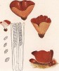 Пецица оранжевая, или блюдцевик розово-красный, Peziza aurantia Pers. (лат.). Дж.Бресадола, Funghi mangerecci e velenosi, т.II, л.221. Тренто, 1933