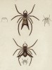 Два паука крестовика семейства Epeira (лат.) (лист III. 4 из Monographie der spinne... Нюрнберг. 1829 год (экземпляр № 26 из 100))