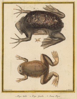 Лягушки и маленькая лягушечка (3), изображённые Франсуа Мартине для Table des Planches Enluminées d'Histoire Naturelle de M. D'Aubenton (фр.) (Утрехт. 1783 год (лист 21))