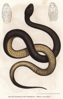Змея Helicops carnicaudus (лат.) (из Naturgeschichte der Amphibien in ihren Sämmtlichen hauptformen. Вена. 1864 год)