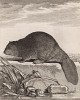 Бобр, он же бобёр -- самый крупный грызун Старого Света и второй по величине в мире грызун после капибары (лист XIX иллюстраций к третьему тому знаменитой "Естественной истории" графа де Бюффона, изданному в Париже в 1750 году)