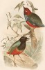 1.Краснобрюхая питта, Рitta Mackloti. 2.Радужная питта, Pitta iris (лат.). G.J.Broinowski. The Birds of Australia comprising three hundred full-pagе illustrations... Т.IV, л.XLV. Мельбурн, 1890