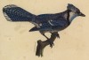 Голубая сойка (Garrulus cristatus (лат.)) (лист из альбома литографий "Галерея птиц... королевского сада", изданного в Париже в 1822 году)
