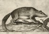 Лесная соня (лист из альбома Nova raccolta de li animali piu curiosi del mondo disegnati et intagliati da Antonio Tempesta... Рим. 1651 год)