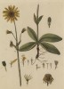 Арника, или баранья трава (Arnica (лат.)) — род многолетних трав семейства астровые, или сложноцветные (лист 595 "Гербария" Элизабет Блеквелл, изданного в Нюрнберге в 1760 году)