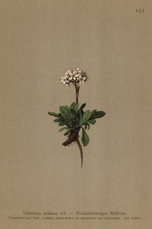 Валериана альпийская (Valeriana saliunca (лат.)) (из Atlas der Alpenflora. Дрезден. 1897 год. Том V. Лист 411)