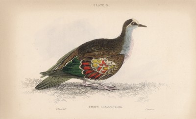 Земляной бронзовокрылый голубь (Columba chalcoptera (лат.)) (лист 21 тома XIX "Библиотеки натуралиста" Вильяма Жардина, изданного в Эдинбурге в 1843 году)