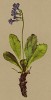 Примула широколистная (Primula latifolia (лат.)) (из Atlas der Alpenflora. Дрезден. 1897 год. Том IV. Лист 304)