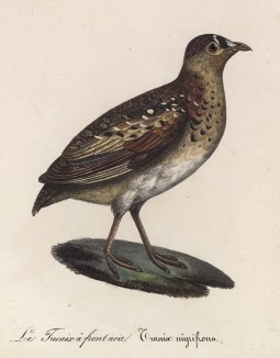 Трёхперстка черноголовая (лист из альбома литографий "Галерея птиц... королевского сада", изданного в Париже в 1825 году)