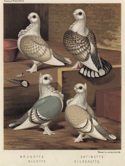 Голуби-сатинеты (из знаменитой "Книги голубей..." Роберта Фултона, изданной в Лондоне в 1874 году)