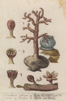 Красный коралл (Corallum rubrum) -- "благородный" (лист 341b "Гербария" Элизабет Блеквелл, изданного в Нюрнберге в 1757 году)