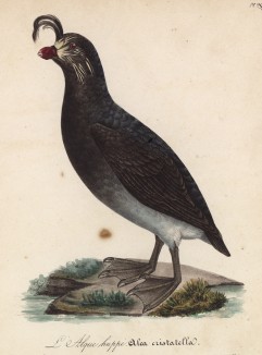 Большая гагарка (лист из альбома литографий "Галерея птиц... королевского сада", изданного в Париже в 1825 году)