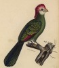 Краснохохолковый турако (лист из альбома литографий "Галерея птиц... королевского сада", изданного в Париже в 1822 году)