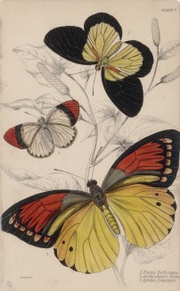 Бабочки 1. Pieris Belisama 2. Anthocharis Dana 3. Iphias Leucippe (лат.) (лист 7 XXXVI тома "Библиотеки натуралиста" Вильяма Жардина, изданного в Эдинбурге в 1837 году)
