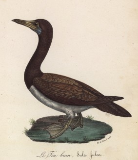 Турпан обыкновенный (лист из альбома литографий "Галерея птиц... королевского сада", изданного в Париже в 1825 году)