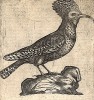 Удод, он же потатуйка и пустушка. Из первого (1622 г.) издания работы итальянского натуралиста Джованни П. Олины (1585-1645) Uccelliera overo discorso della natura, e proprieta di diversi uccelli, e in particolare di que' che cantano…