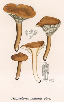 Гигрофор, или куфофилл луговой, Hygrophorus platensis Pers. (лат.), редкий съедобный гриб. Дж.Бресадола, Funghi mangerecci e velenosi, т.I, л.89. Тренто, 1933