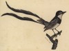 Птица мухоловка (Musicapa risora (лат.)) (лист из альбома литографий "Галерея птиц... королевского сада", изданного в Париже в 1822 году)