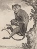 Зеленая мартышка, или гривета. Лист XXIX иллюстраций к четырнадцатому тому знаменитой "Естественной истории" графа де Бюффона. Париж, 1766