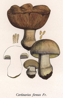 Паутинник твёрдый, Cortinarius firmus Fr. (лат.), съедобен. Дж.Бресадола, Funghi mangerecci e velenosi, т.II, л.145. Тренто, 1933