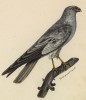 Ястреб (лист из альбома литографий "Галерея птиц... королевского сада", изданного в Париже в 1822 году)