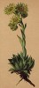 Молодило Вульфена (Sempervivum Wulfenii Hoppe. (лат.)) (Sempervivum wulfenii Hoppe (лат.)) (из Atlas der Alpenflora. Дрезден. 1897 год. Том III. Лист 213)
