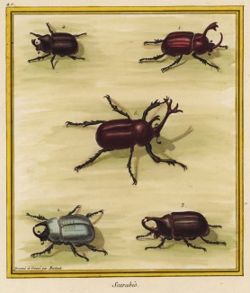 Рогатые жуки, изображённые Франсуа Мартине в Table des Planches Enluminées d'Histoire Naturelle de M. D'Aubenton (фр.) (Утрехт. 1783 год (лист 40))