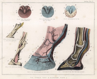 Анатомия лошади. Лошадиное копыто и невротомия, вид 1. The Book of Field Sports and Library of Veterinary Knowledge. Лондон, 1864