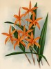Орхидея LAELIA HARPOPHILLA (лат.) (лист DXXXIII Lindenia Iconographie des Orchidées - обширнейшей в истории иконографии орхидей. Брюссель, 1896)