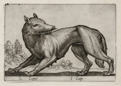 Волк (лист из альбома Nova raccolta de li animali piu curiosi del mondo disegnati et intagliati da Antonio Tempesta... Рим. 1651 год)