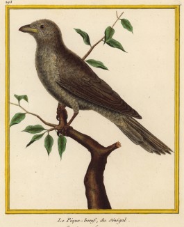 Волоклюй (буйволовая птица) (из Table des Planches Enluminées d'Histoire Naturelle de M. D'Aubenton (фр.). Утрехт. 1783 год (лист 293))
