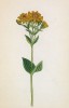 Хлора облиственная (Chlora perfoliata (лат.)) (лист 271 известной работы Йозефа Карла Вебера "Растения Альп", изданной в Мюнхене в 1872 году)