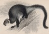 Австралийский тагуан (Petaurus Taguanoides (лат.)) (лист 27 тома VIII "Библиотеки натуралиста" Вильяма Жардина, изданного в Эдинбурге в 1841 году)