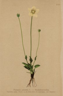 Белозор болотный (Parnassia palustris (лат.)) (из Atlas der Alpenflora. Дрезден. 1897 год. Том III. Лист 202)