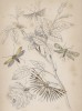 Глифептеригида и пальцекрылки пятипалые (1. The dark porcelain Moth 2. Linnaeus Glyphipterix 4. White plumed Moth 4. Many plumed Moth (англ.)) (лист 30 тома XL "Библиотеки натуралиста" Вильяма Жардина, изданного в Эдинбурге в 1843 году)