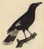 Cерый сорокопут (Cracticus streperus (лат.)) (лист из альбома литографий "Галерея птиц... королевского сада", изданного в Париже в 1822 году)