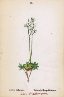 Крупка Иоанна (Draba Johannis (лат.)) (лист 65 известной работы Йозефа Карла Вебера "Растения Альп", изданной в Мюнхене в 1872 году)