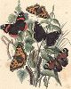 Бабочки рода ванесс: адмирал, крапивница, траурница и др. "Книга бабочек" Фридриха Берге, Штутгарт, 1870. 