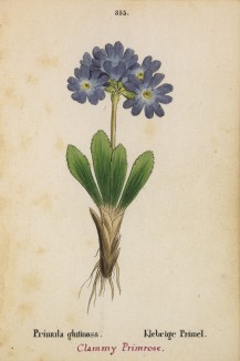 Примула липкая (Primula glutinosa (лат.)) (лист 355 известной работы Йозефа Карла Вебера "Растения Альп", изданной в Мюнхене в 1872 году)