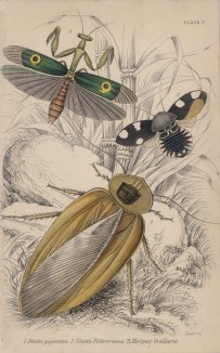 Исполинский таракан с подружками (1. Blatta gigantea 2. Blatta Petiveriana 3. Harpax Ocellaria (лат.)) (лист 7 XXXIV тома "Библиотеки натуралиста" Вильяма Жардина, изданного в Эдинбурге в 1843 году)